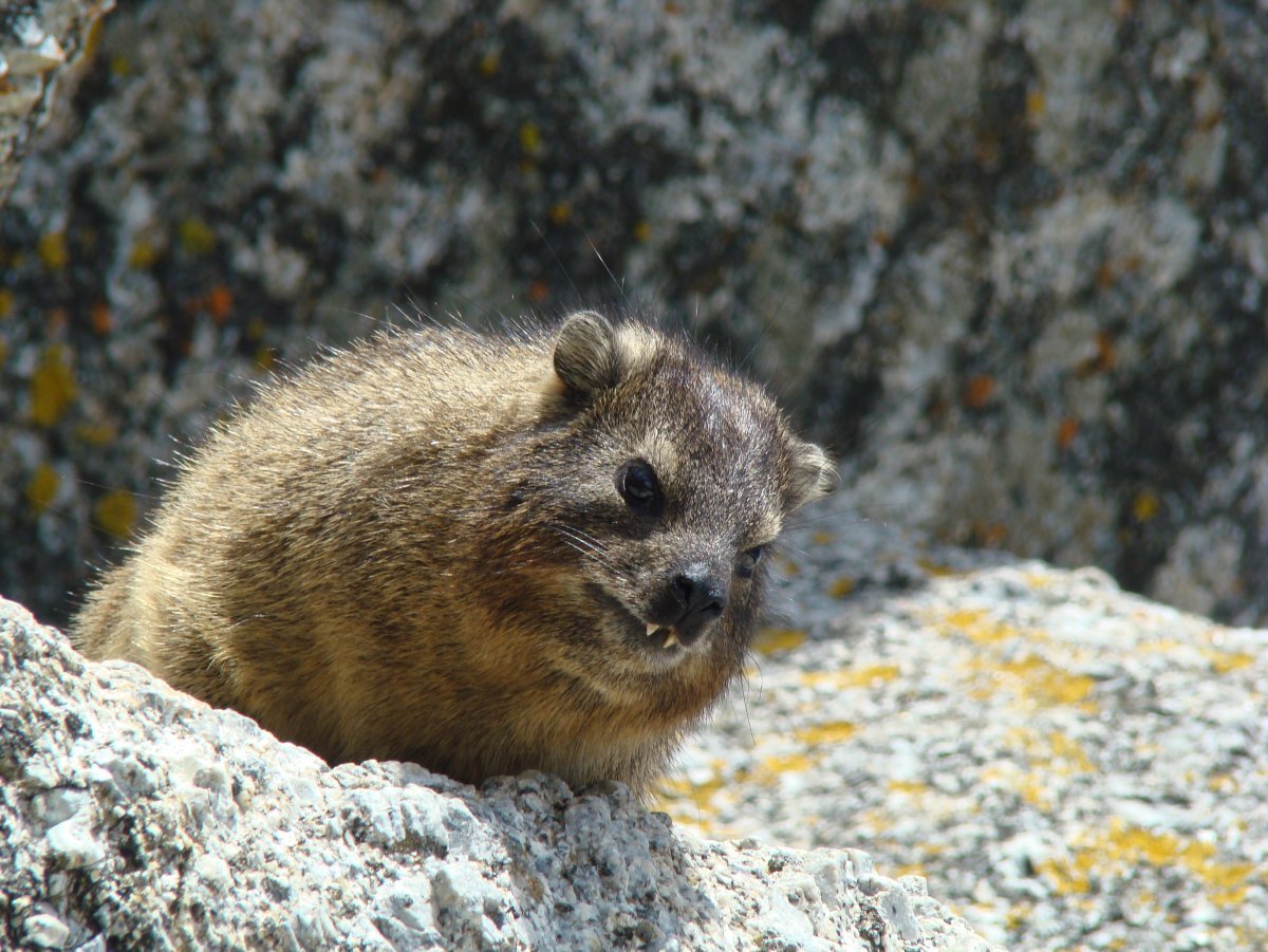 Даман жиряк