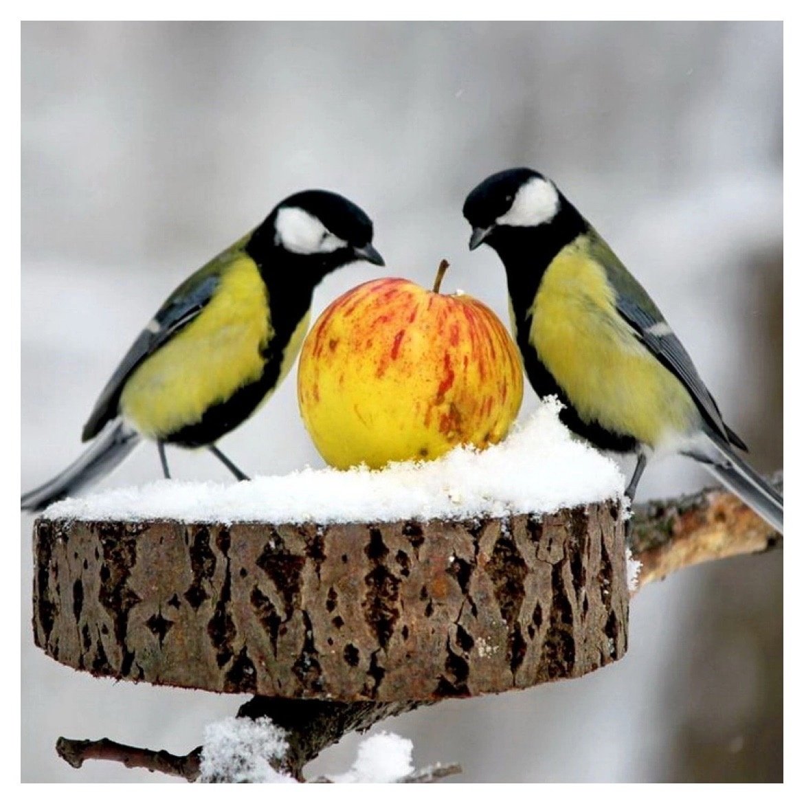 Синица зимой