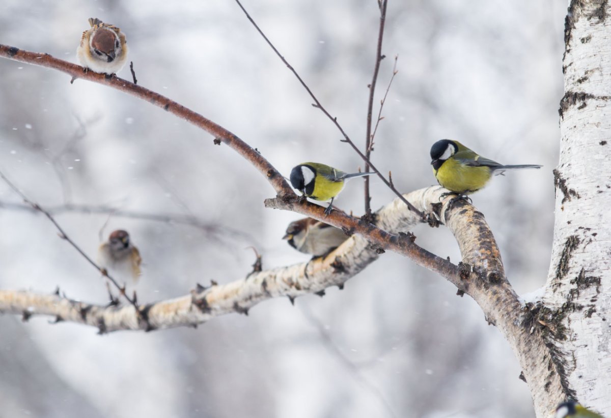Две синички на ветке