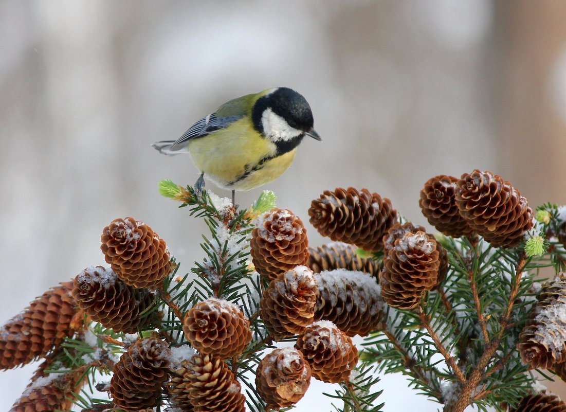 Синичка на елке