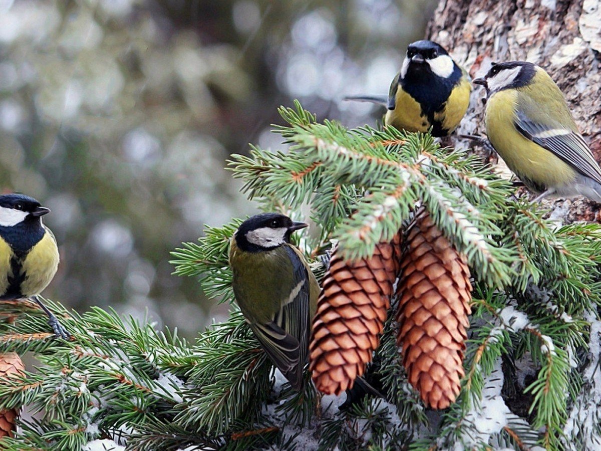 Лесные птицы синички