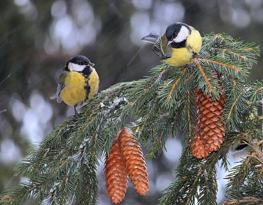 Синица Лазаревка на ёлки