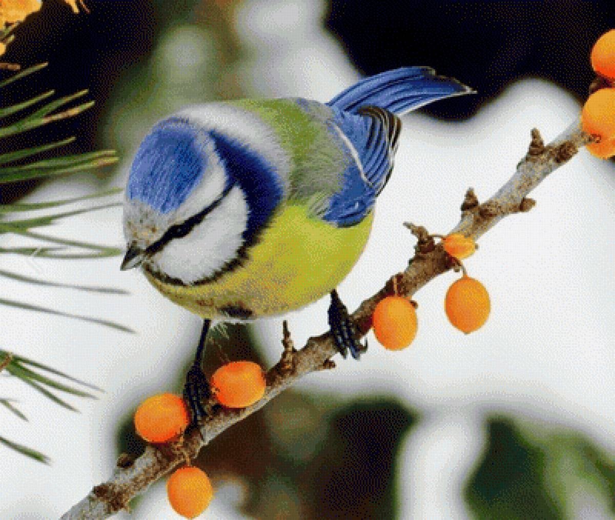 Синичка лазоревка