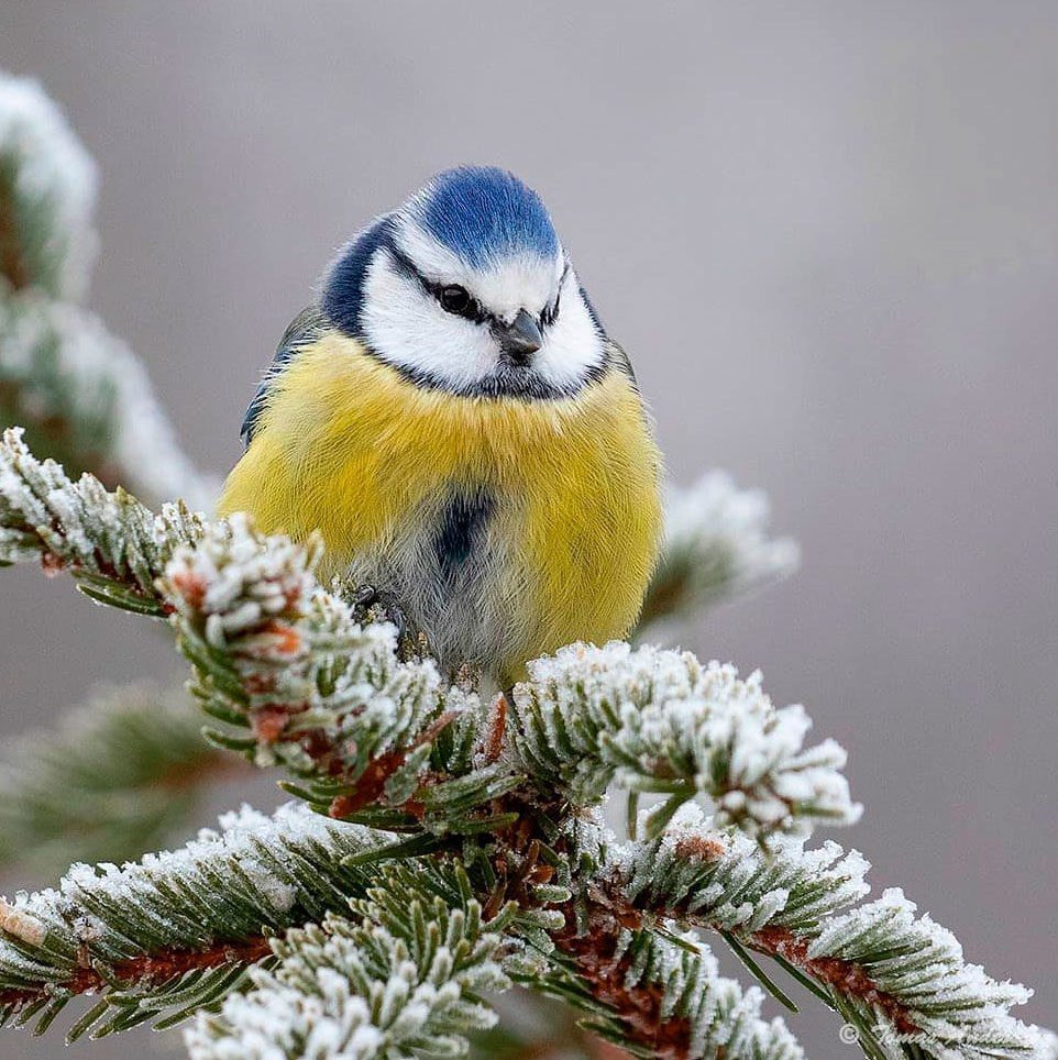 Лазоревка зимующая птица