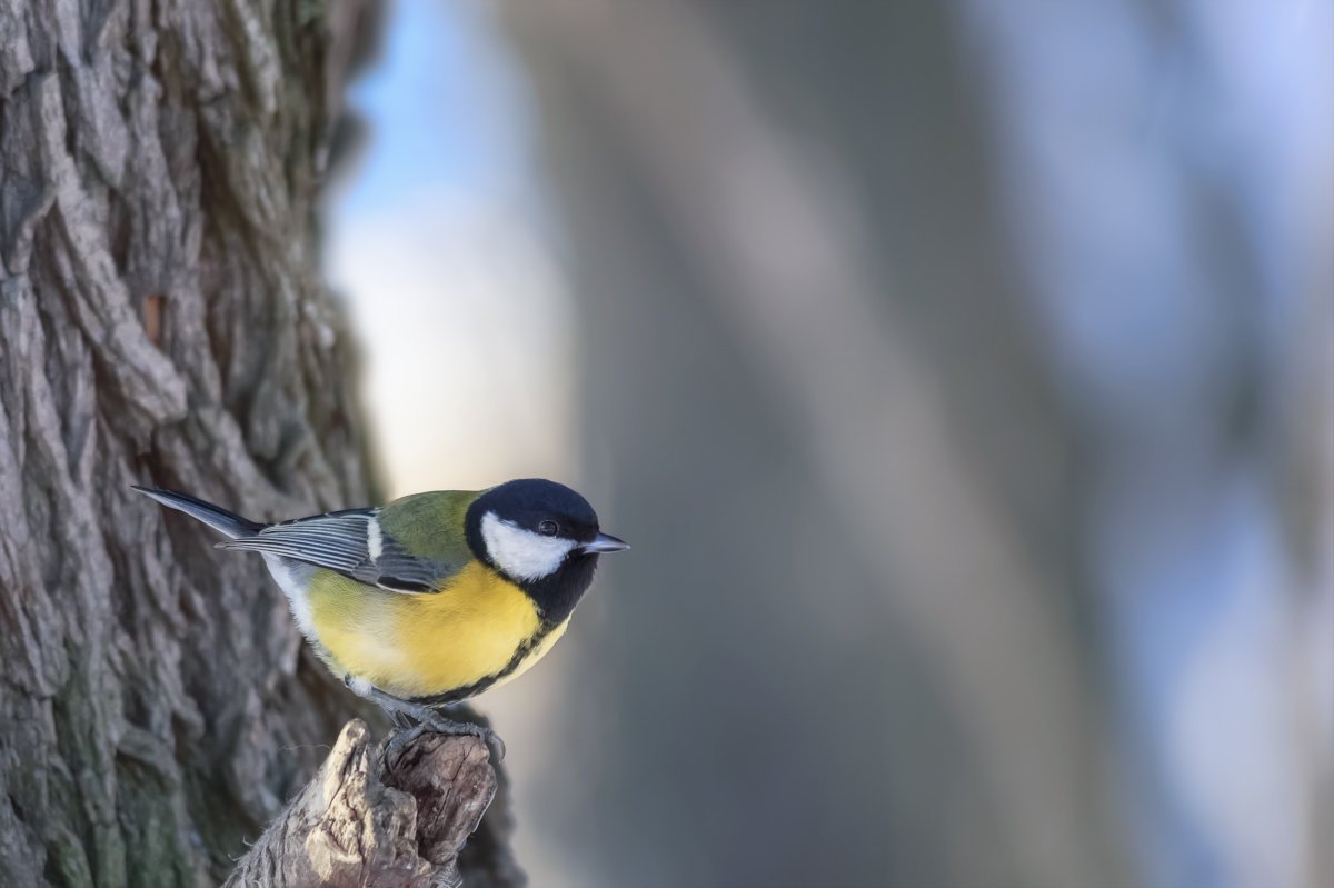 Синдская синица