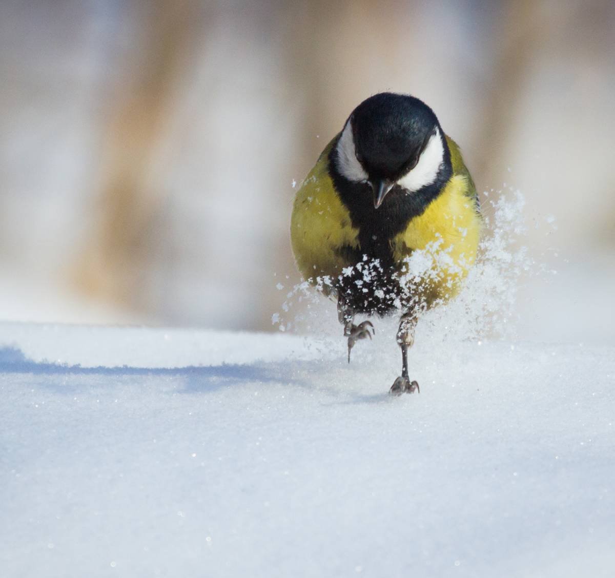 Птицы зимой