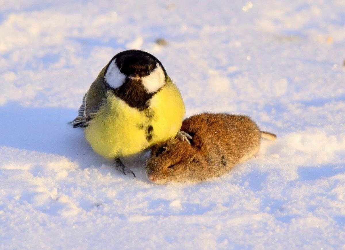 Синица и мышь