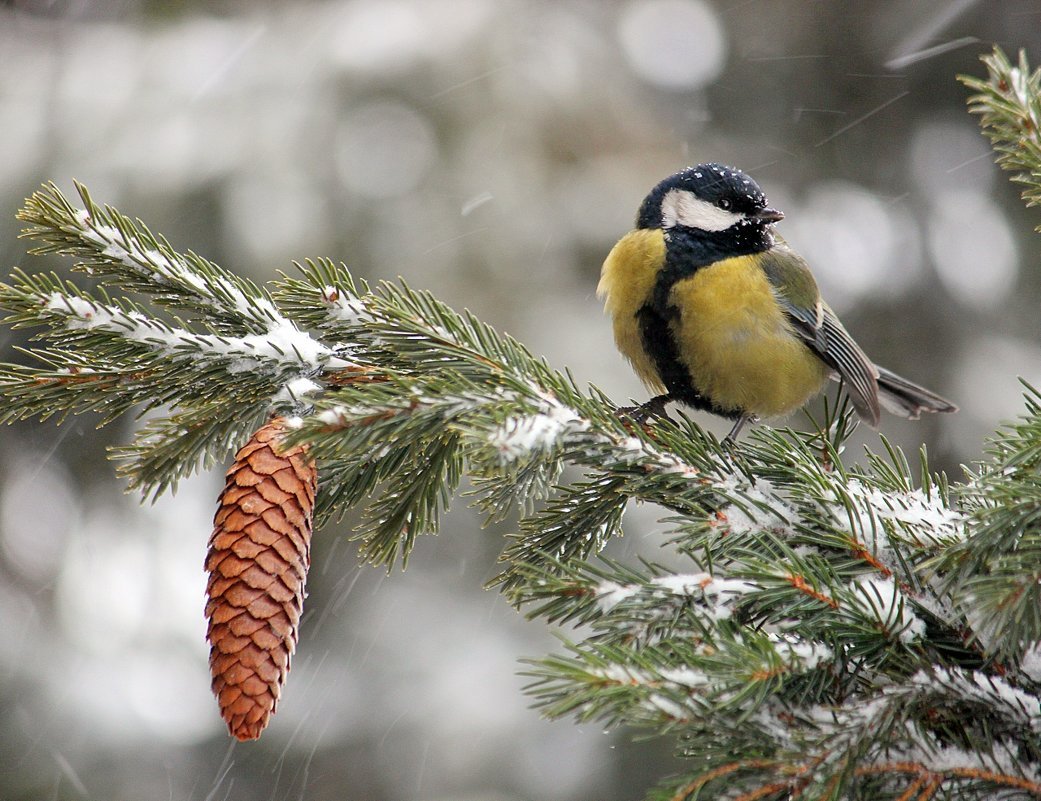 Синички зимой