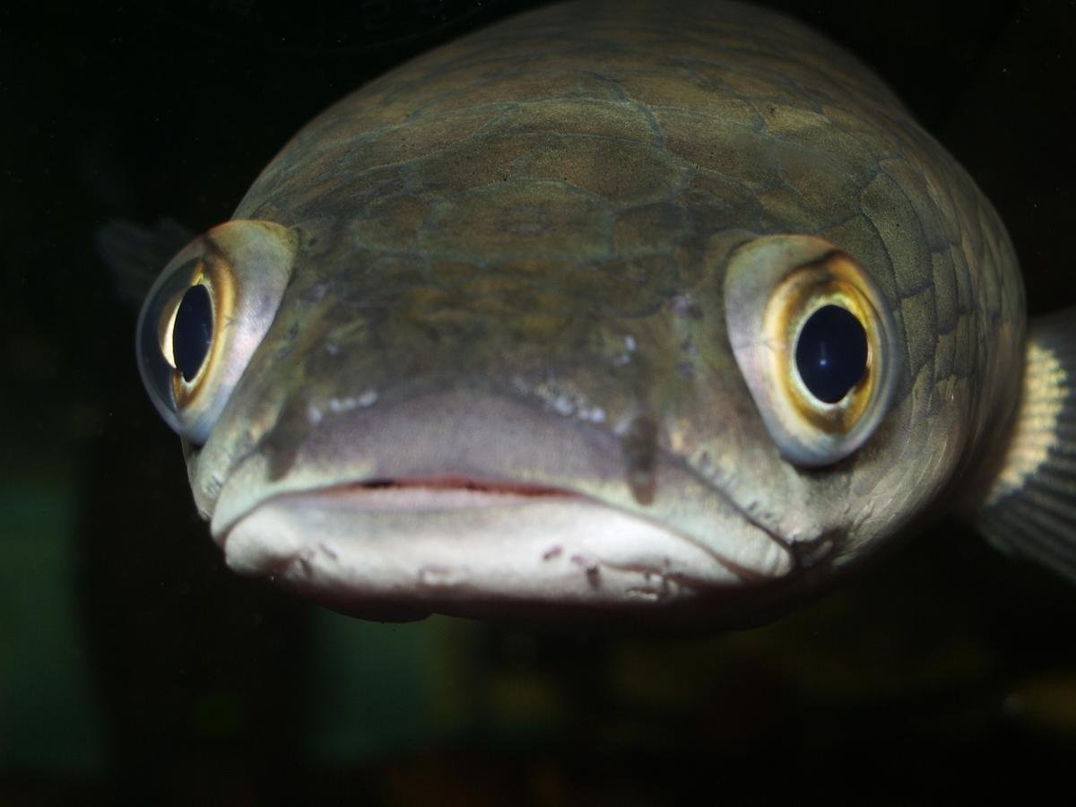 Дальше глазки. Рыба Звездочет аквариумная. Рыба с выпученными глазами. Лупоглазая рыба. Рыбка с выпуклыми глазами.