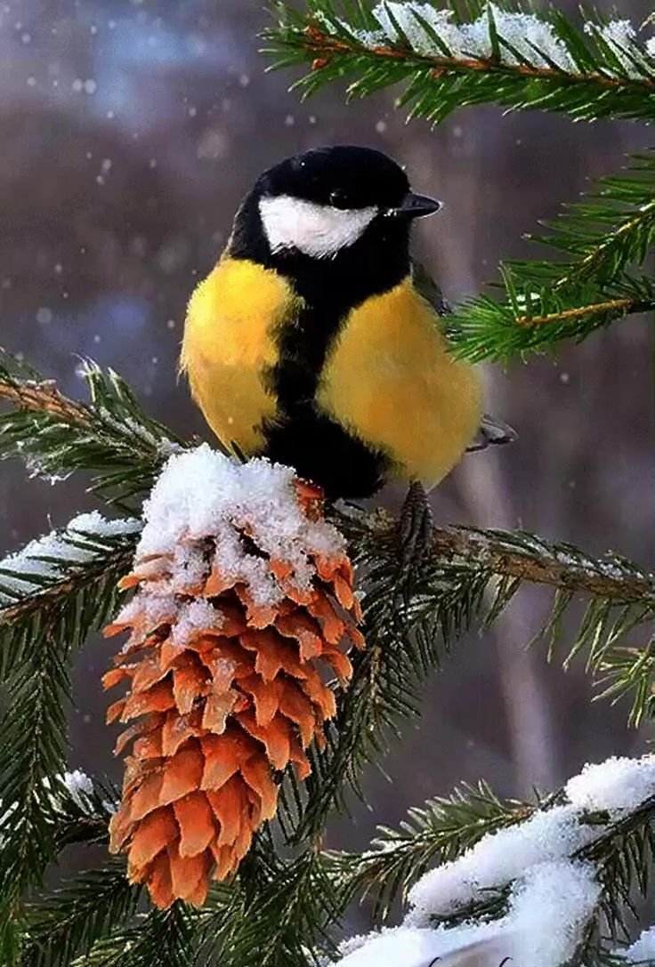 Анимированная синица