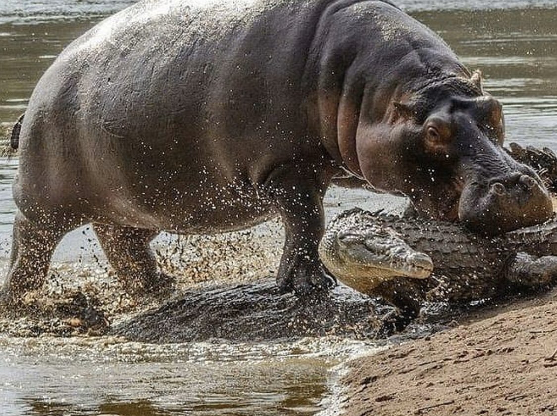 Бегемот Hippo