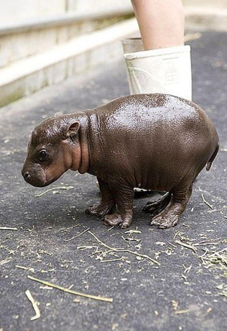 Мадагаскарский карликовый Бегемот