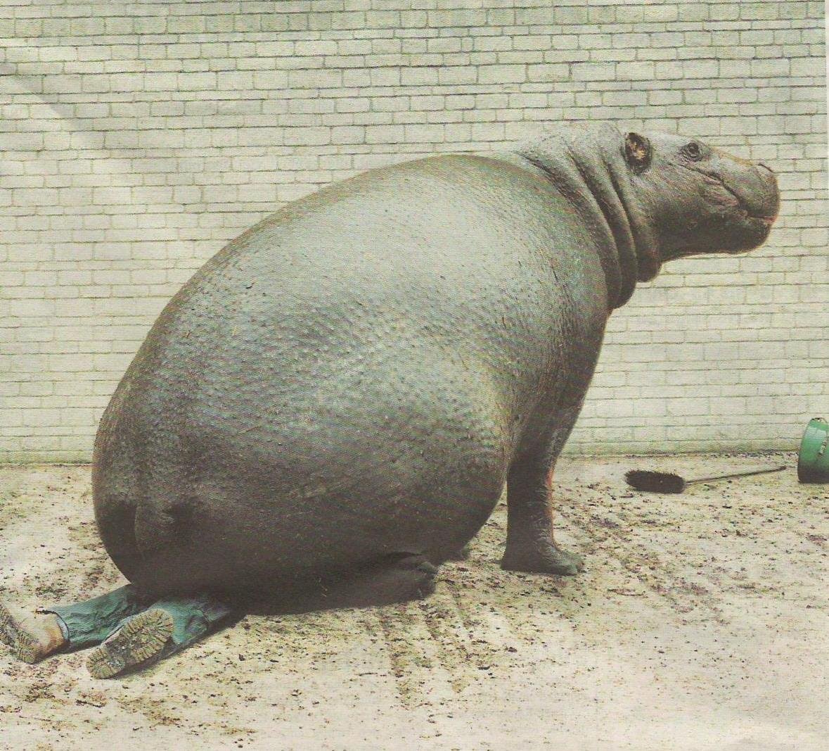 Толстый Бегемот