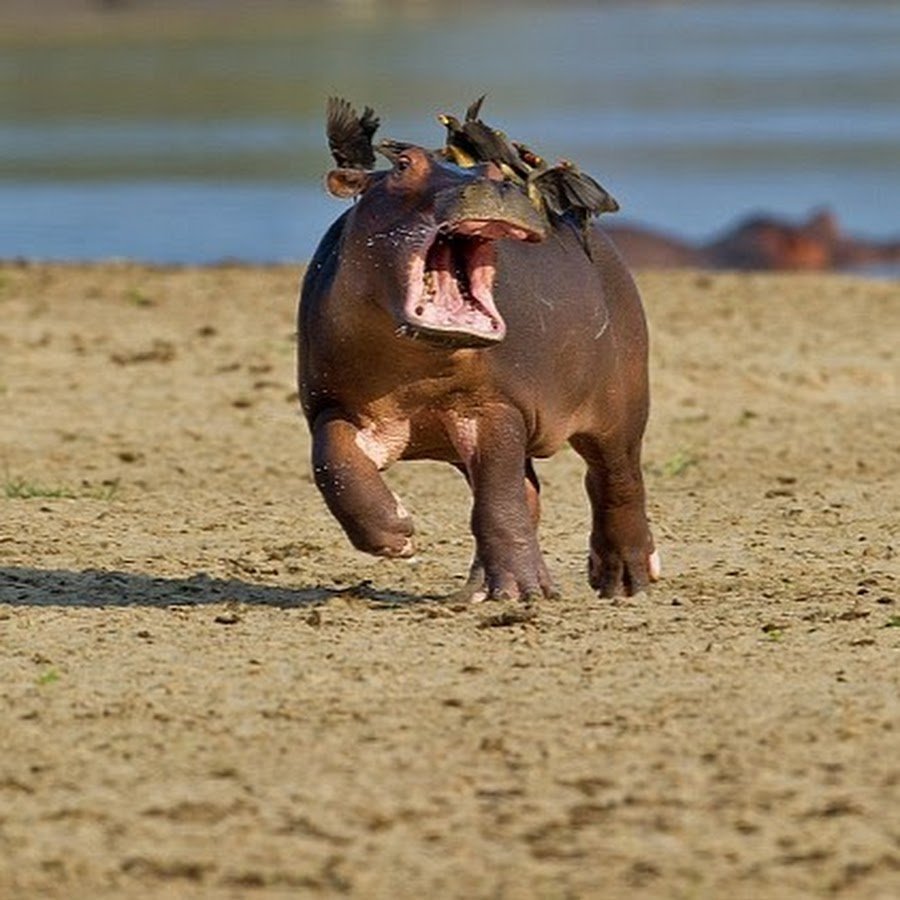 Гиппопотам в дикой природе