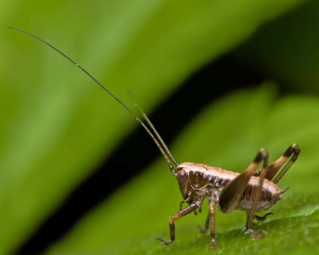 Маленькая зеленая букашка с усиками