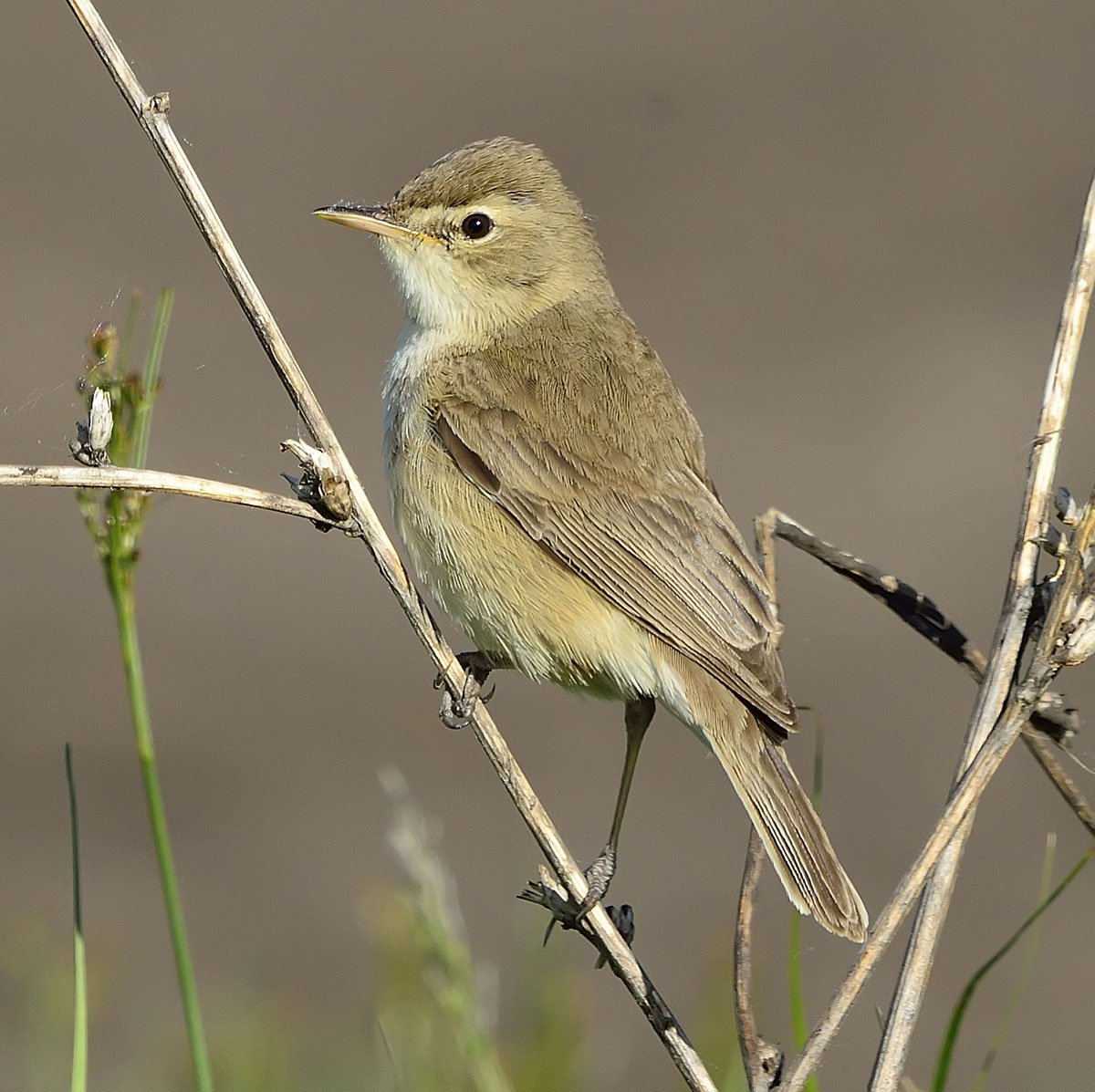 Камышевка кустарниковая
