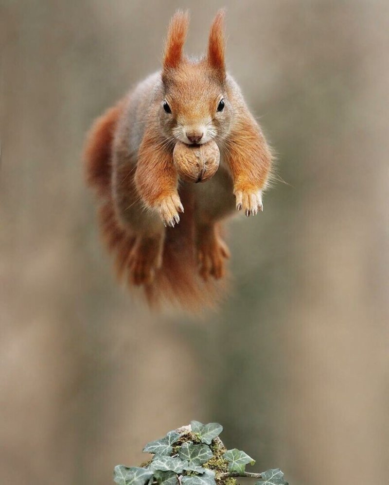 Лапки белки