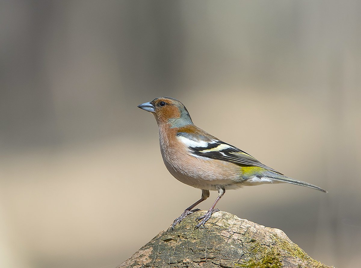 Зяблик Крымский