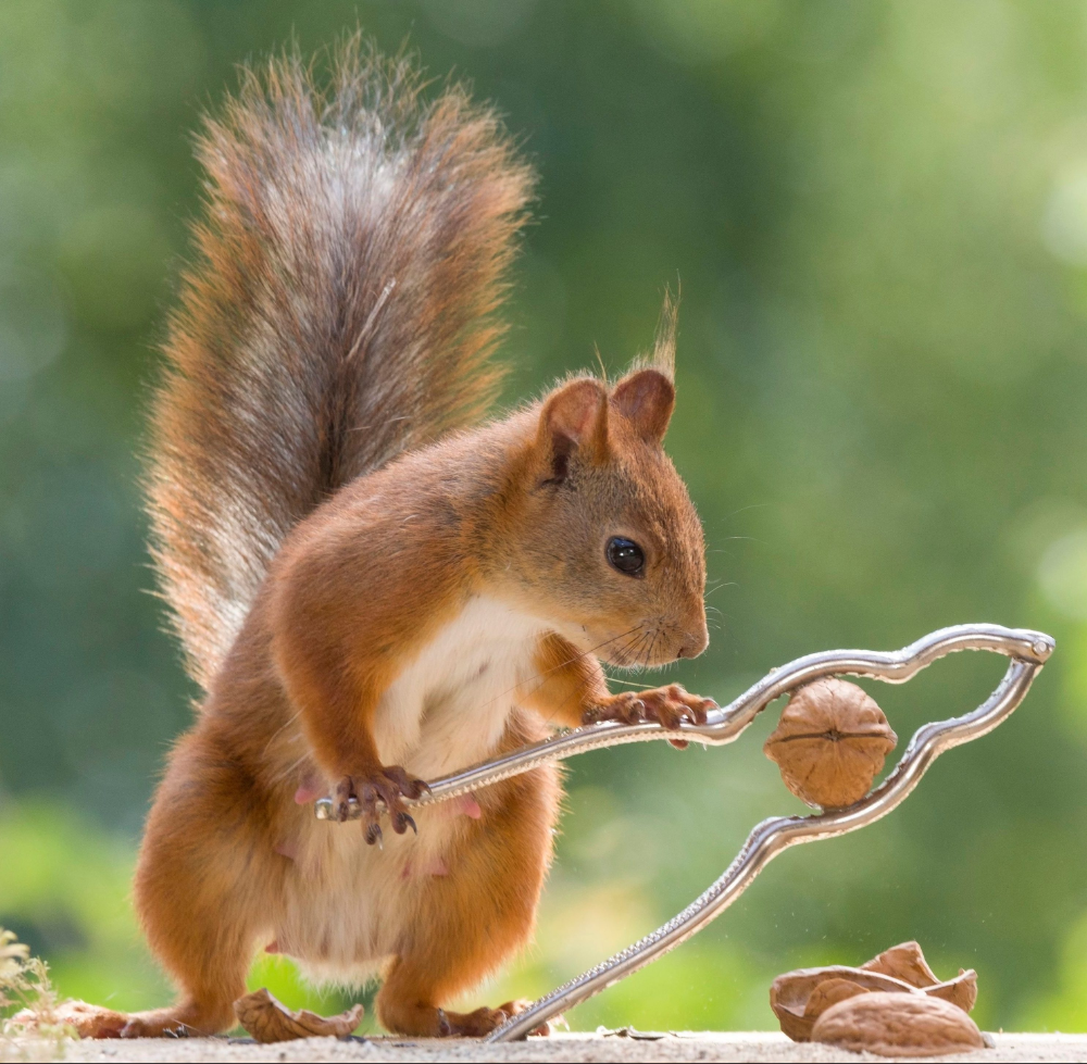 Белополосая белка