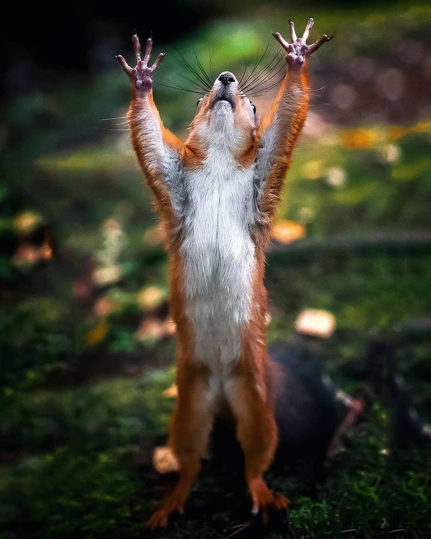 Лапки белки