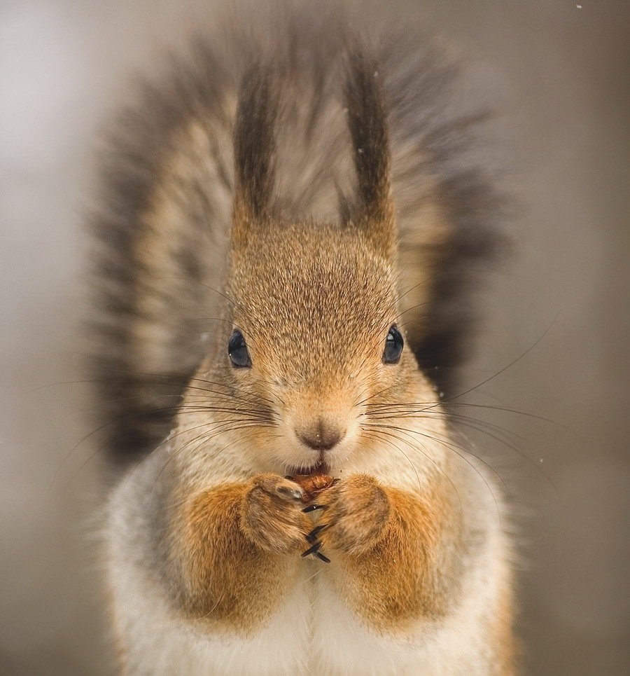 Белка с челкой