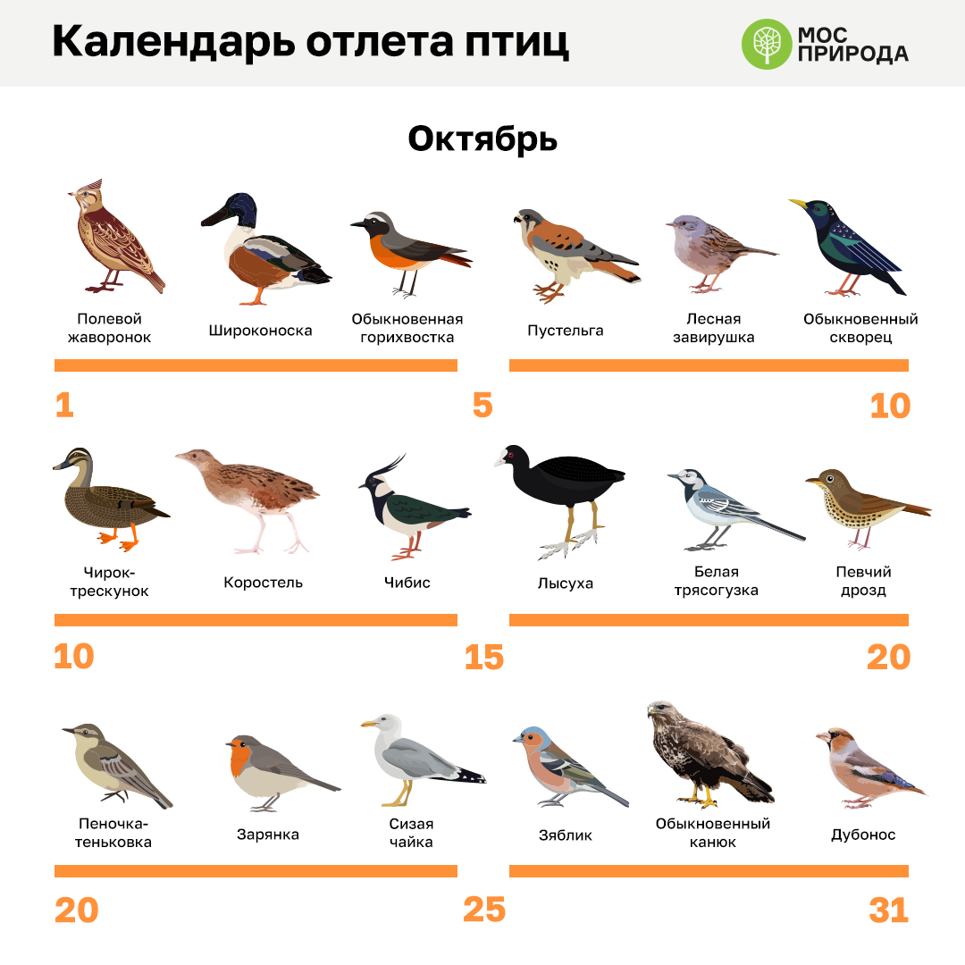 Календарь отлета птиц на Юг