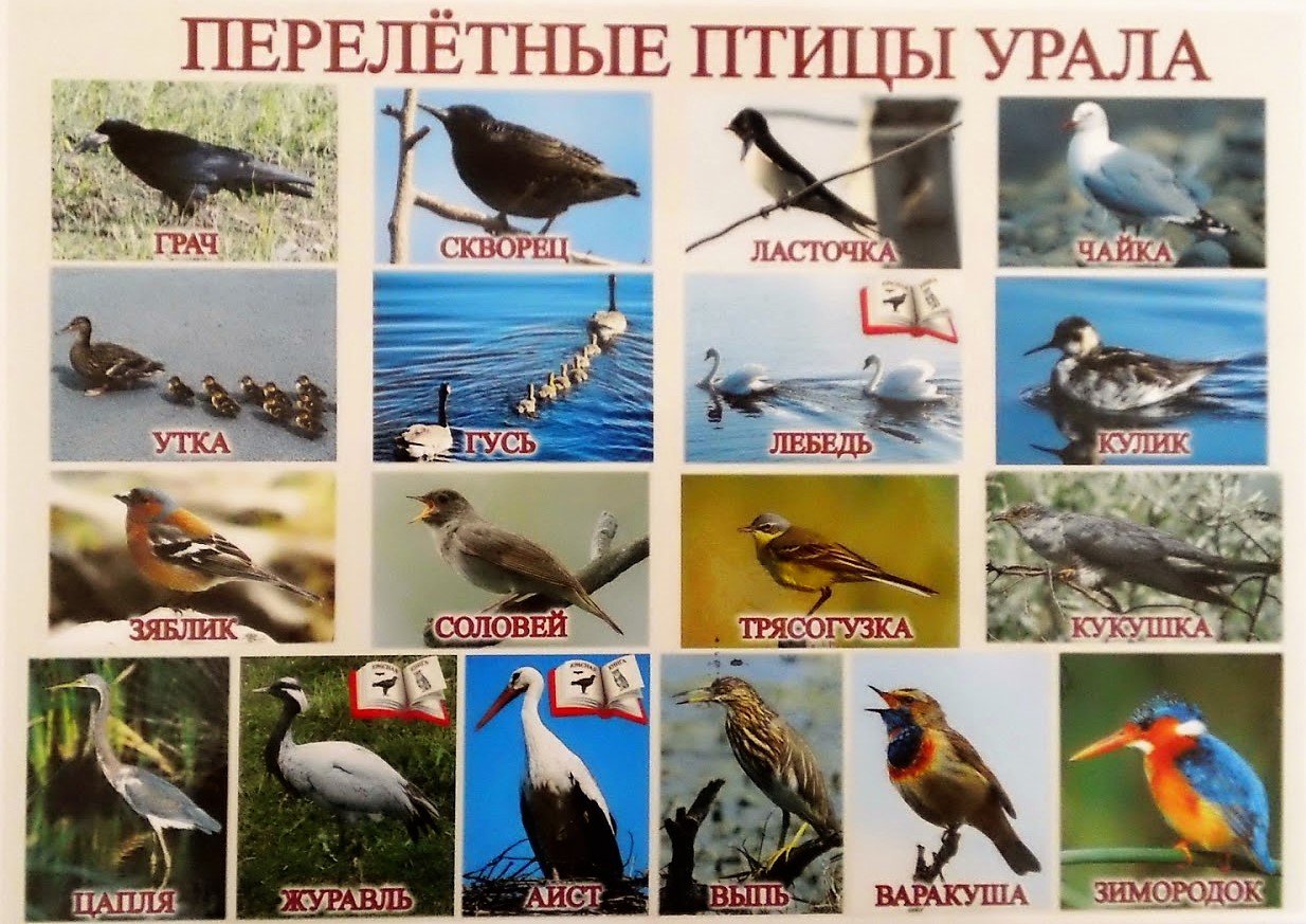 Птицы средней полосы россии фото и названия, x