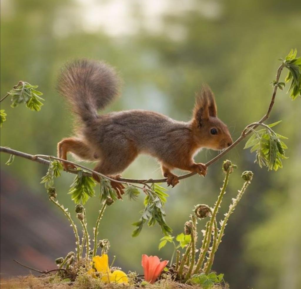 Гирт Вегген белки