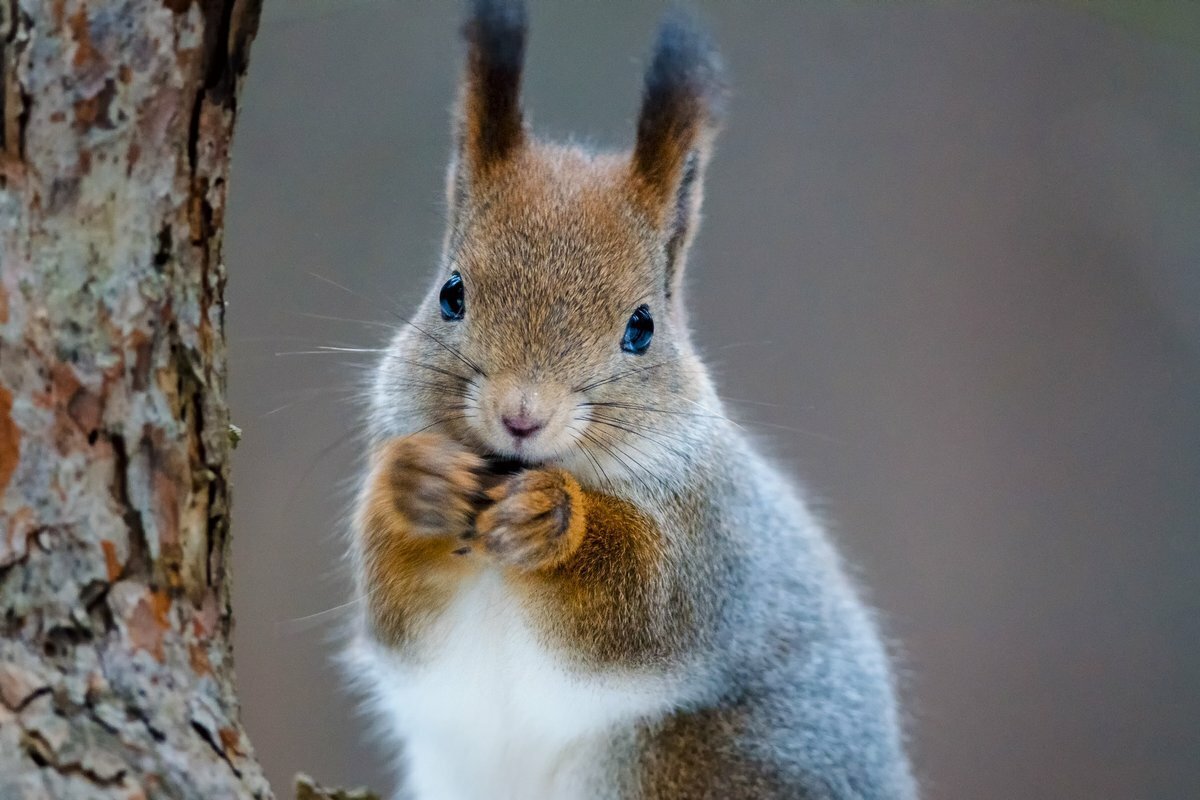 Худой бурундук