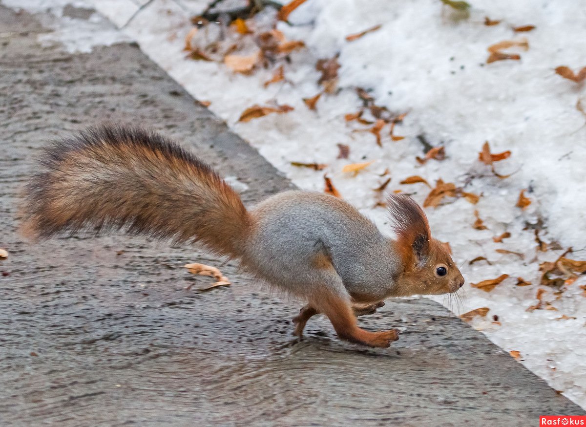 Белка бежит