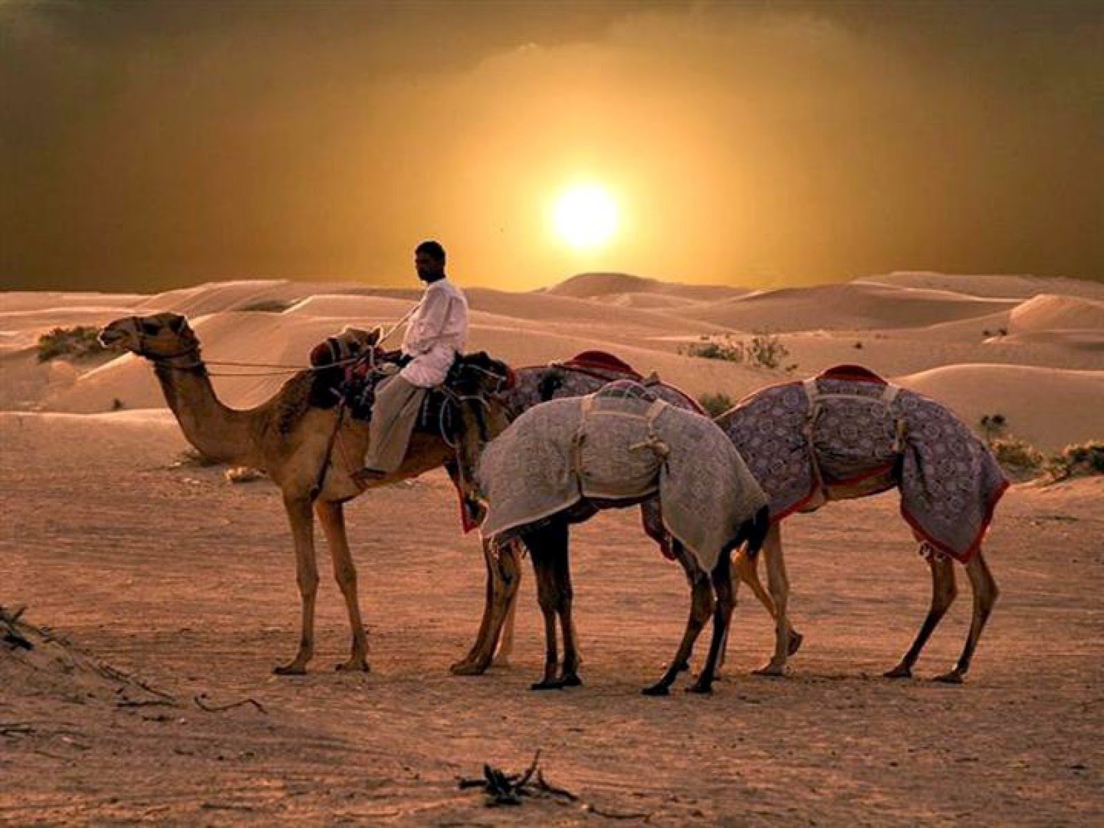 Оазис животные. Мехари верблюд. Африка сахара верблюд. Оазис в пустыне Верблюды. Верблюд в пустыне.