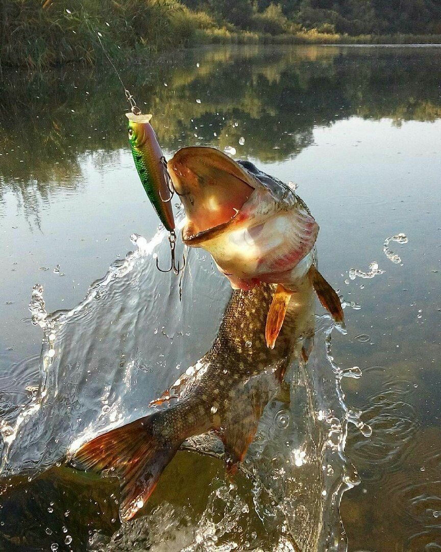 Щука атакует