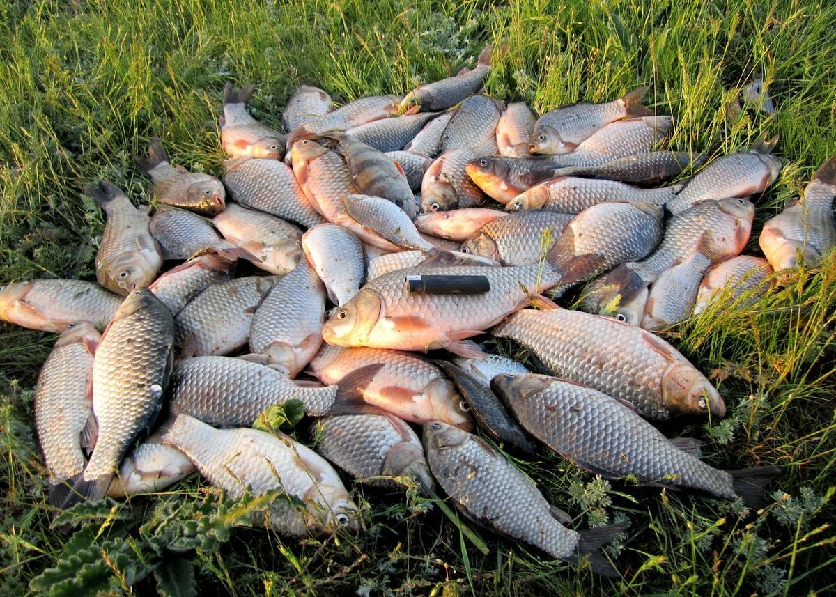 Много карасей