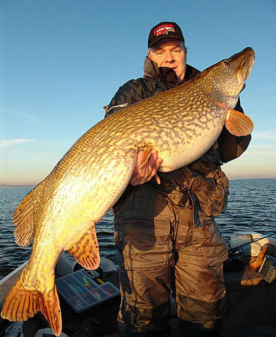 Щука гигант рекорд