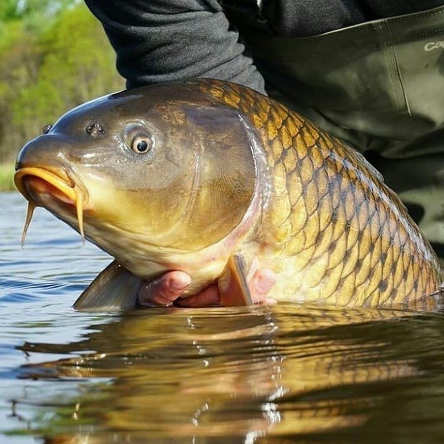 Карп обыкновенный – Cyprinus Carpio
