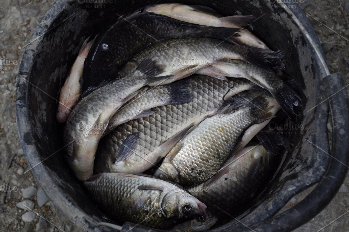 Ведро с рыбой из речки