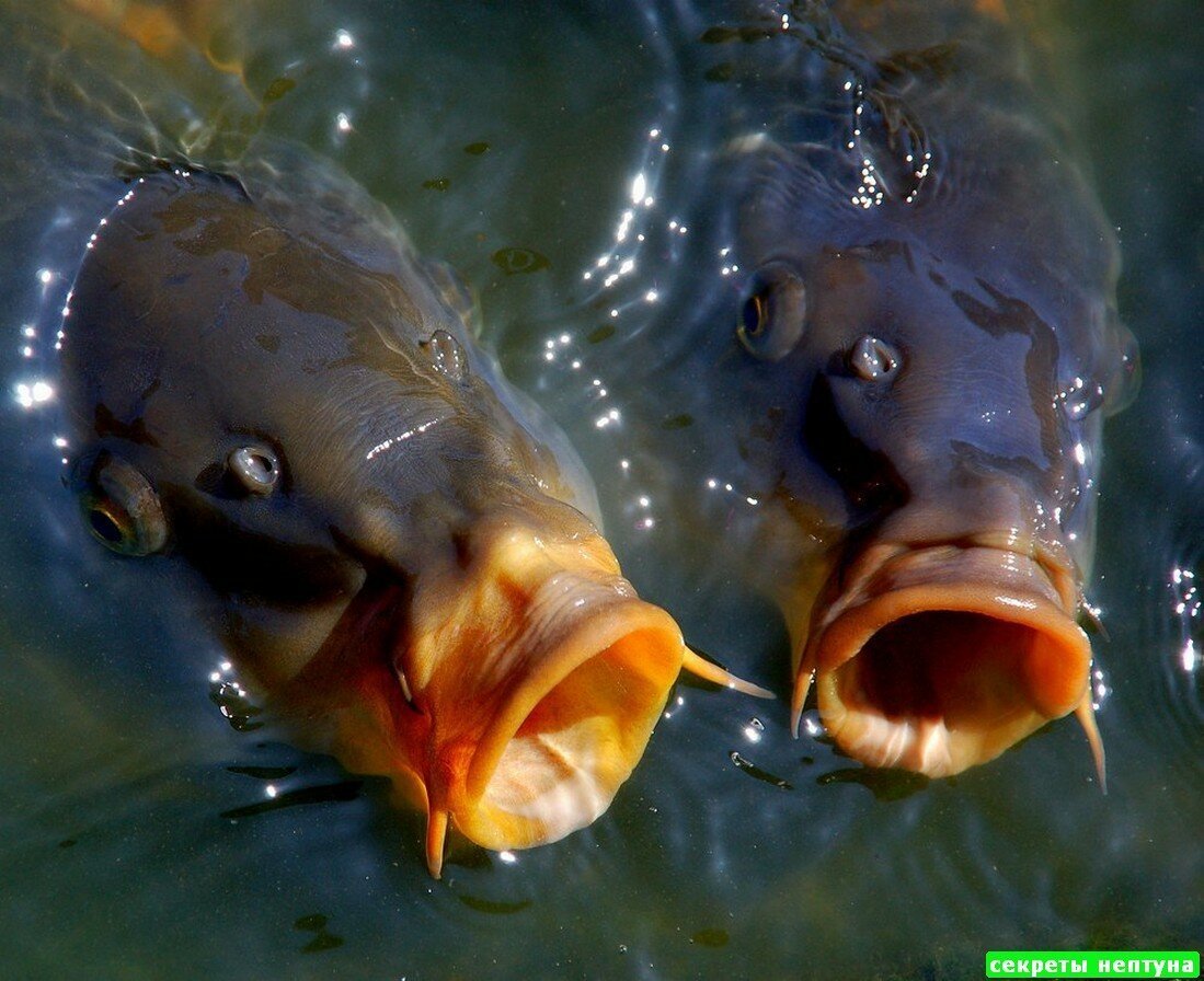 Карп под водой