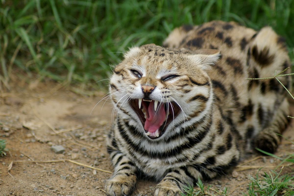 Черноногая кошка