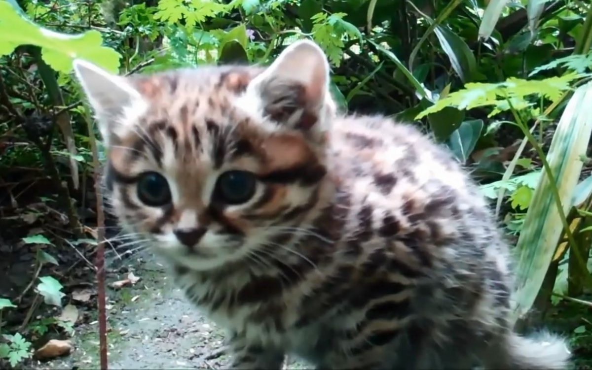 Дикая черноногая кошка