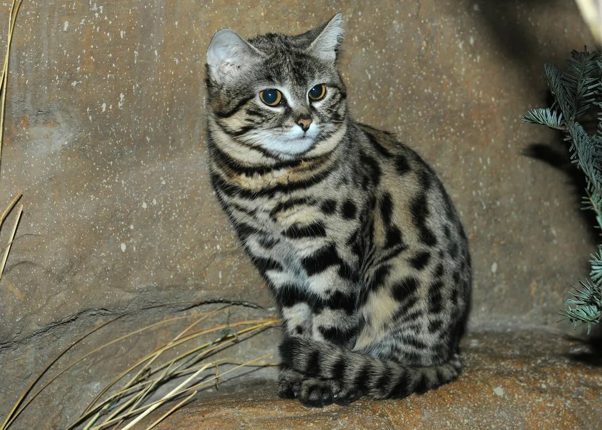 Дикая черноногая кошка