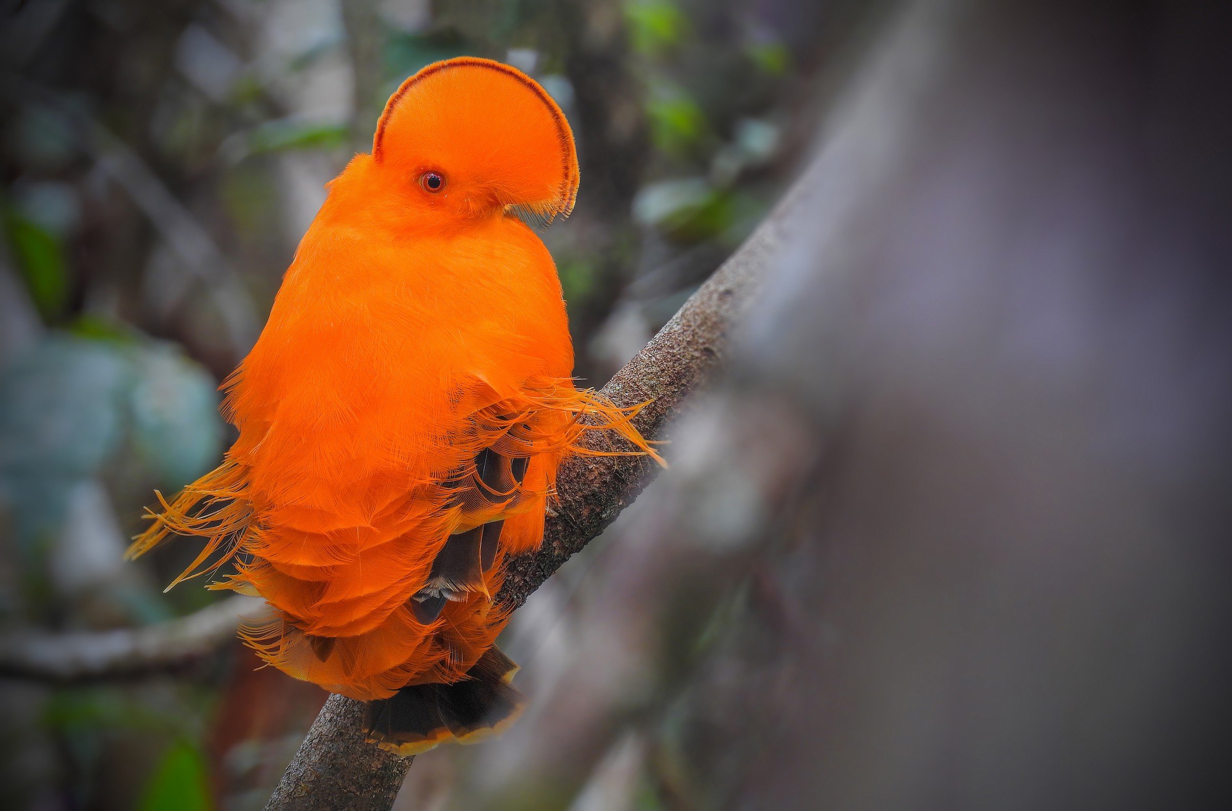 Маленькая оранжевая птичка фото. Гвианский скальный петушок. Оранжевая птица. Птицы оранжевого цвета. Апельсиновая птица.