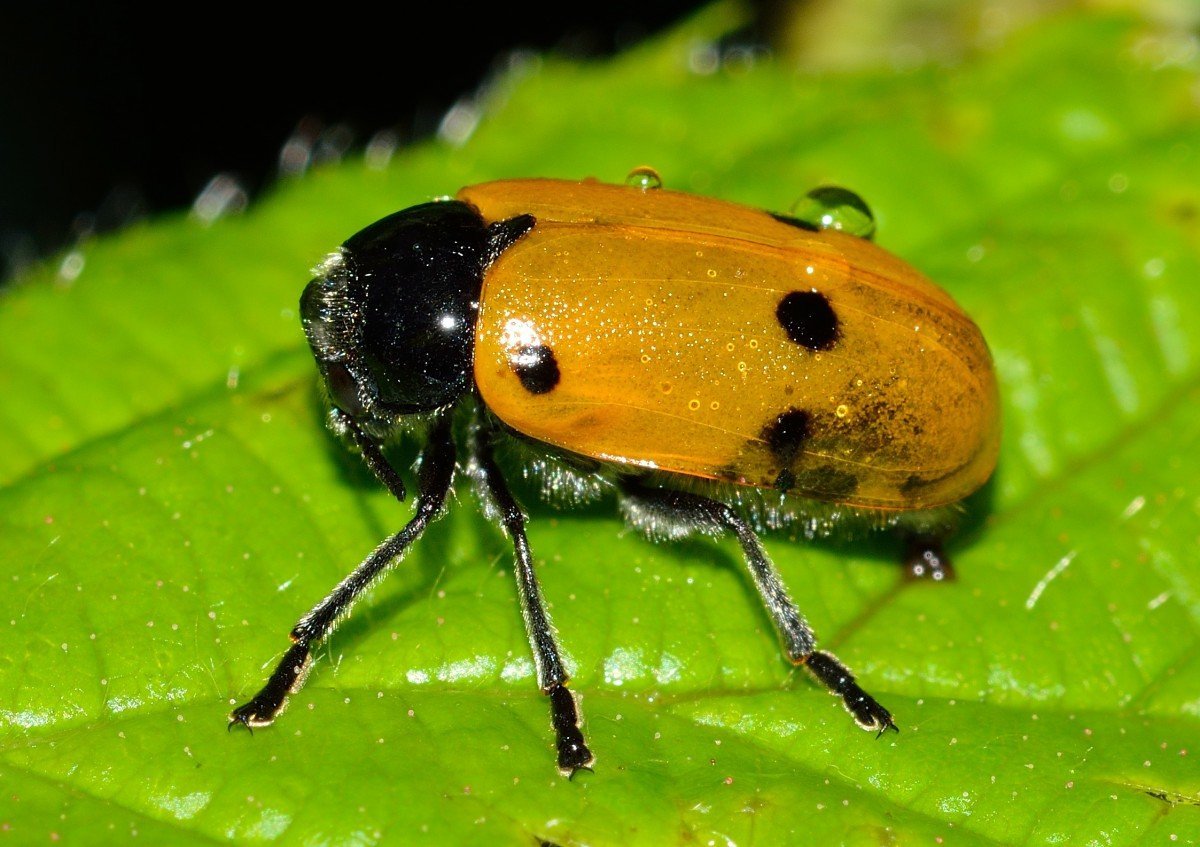 Жук пожарник клоп солдатик