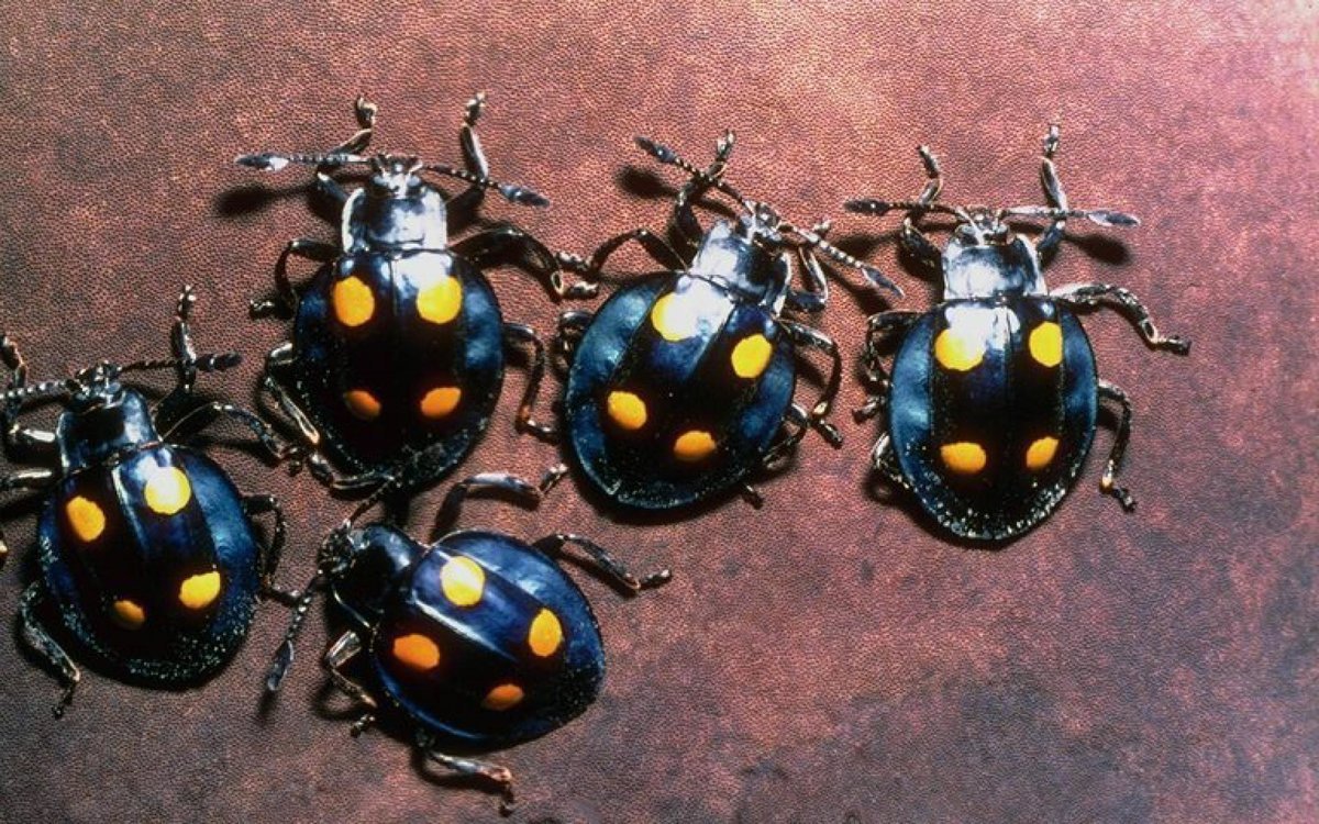 Жук усач черно желтый