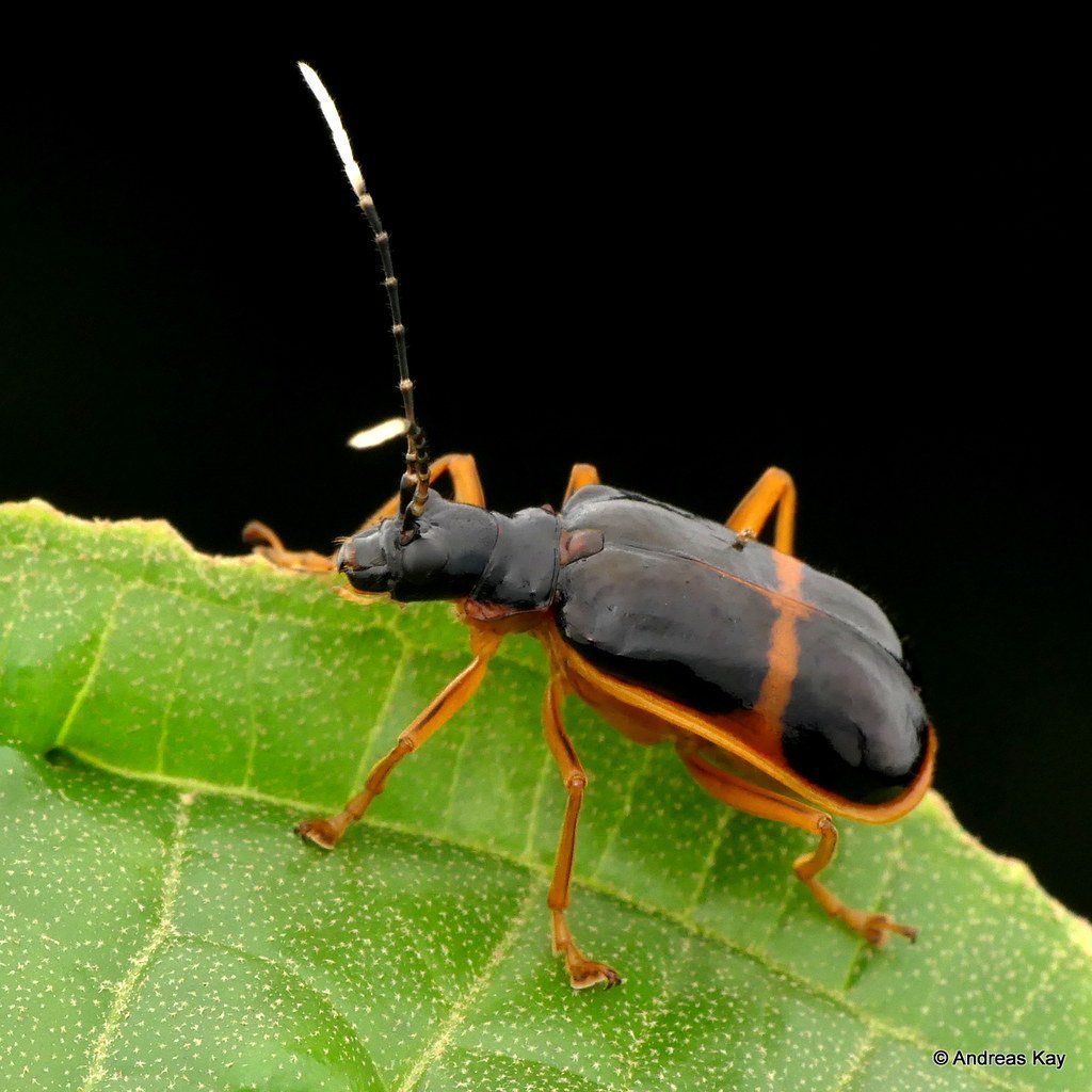 Виноградный Жук оранжевый