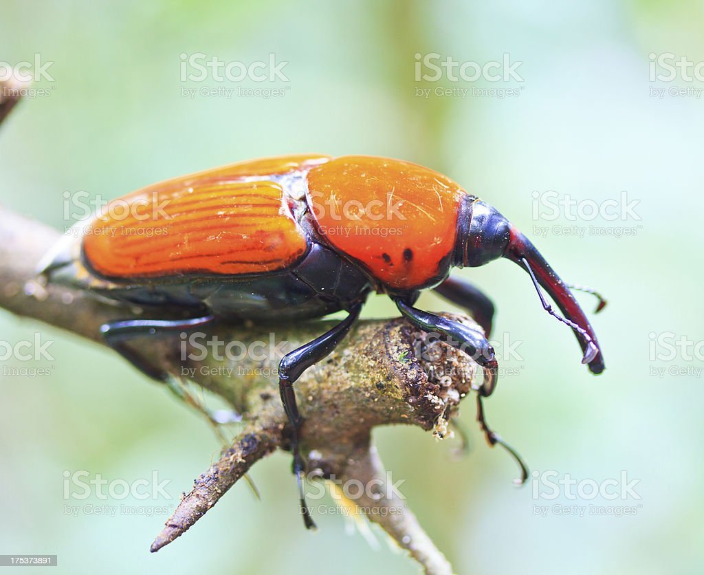 Черный Жук Божья коровка