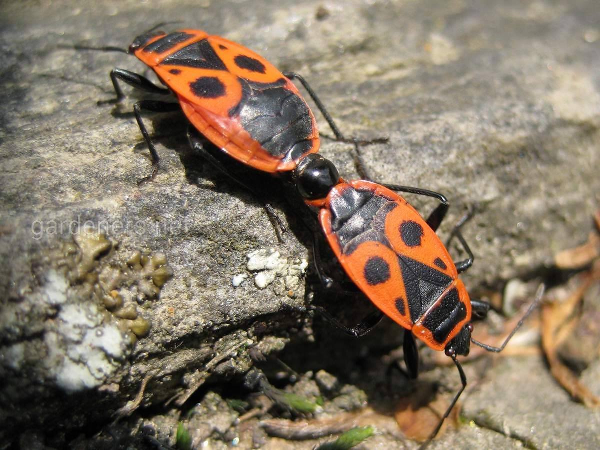 Насекомые на черешне