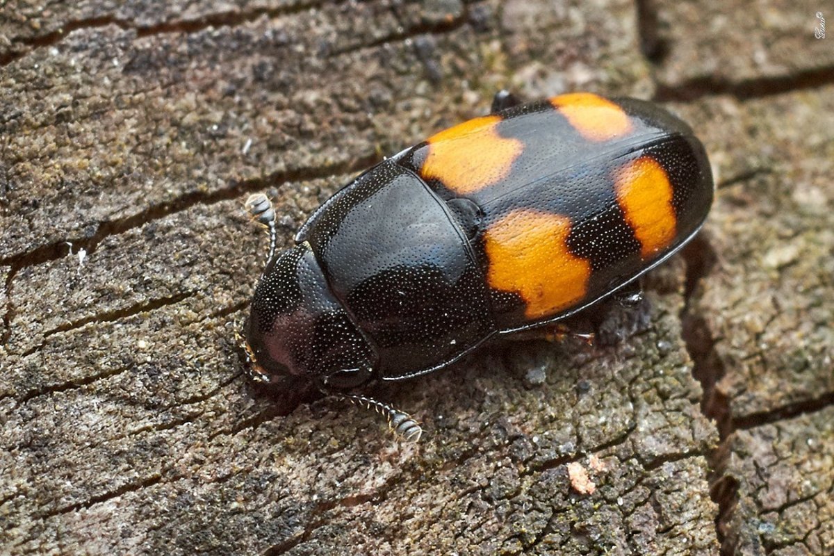 Жук пожарник клоп солдатик