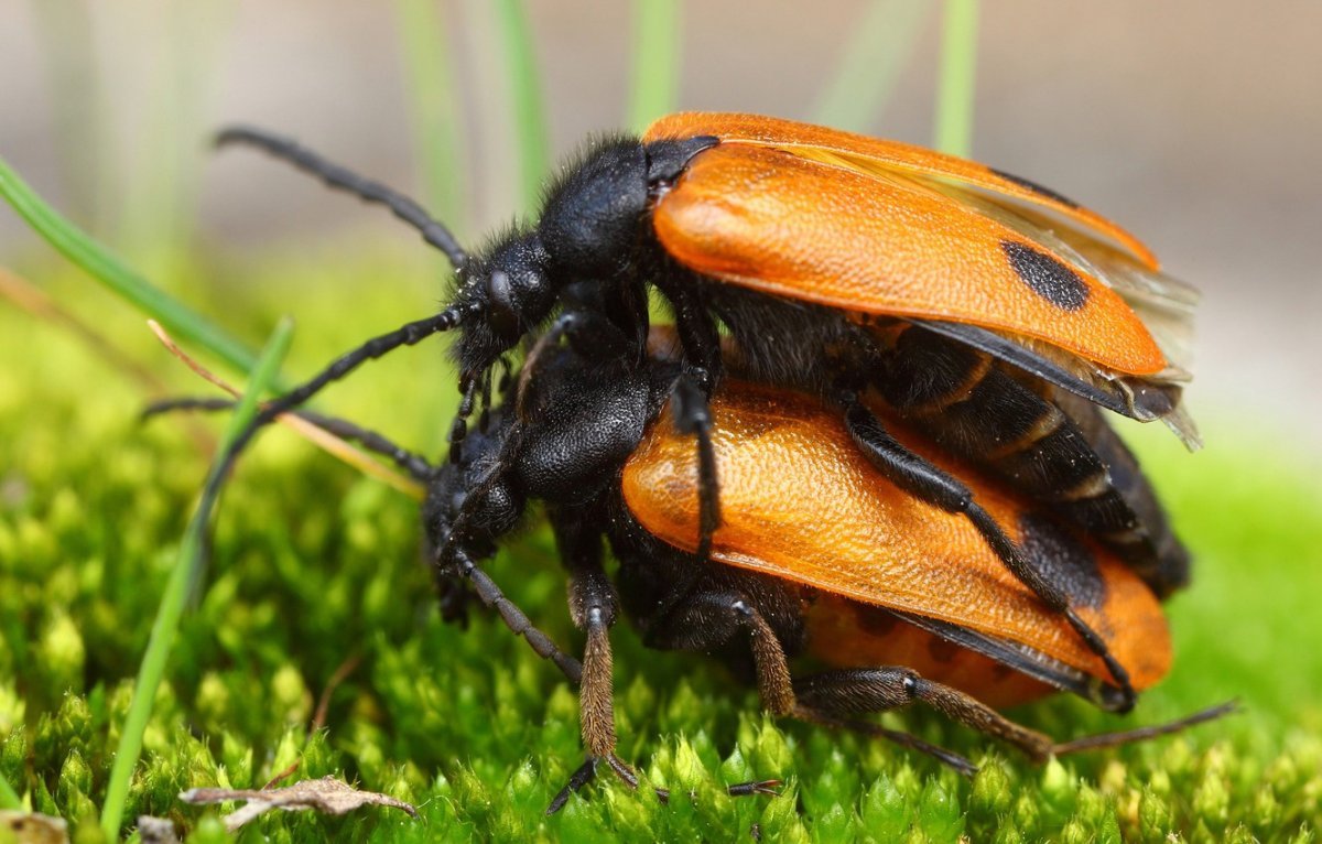Жук пожарник клоп солдатик