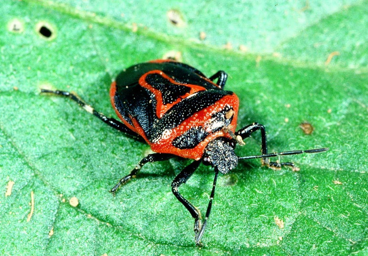Клоп-солдатик Pyrrhocoris
