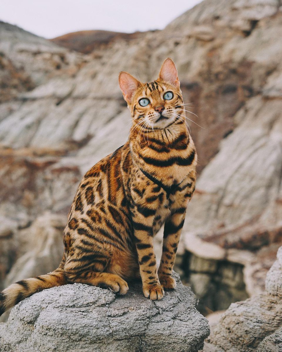 Азиатская леопардовая кошка